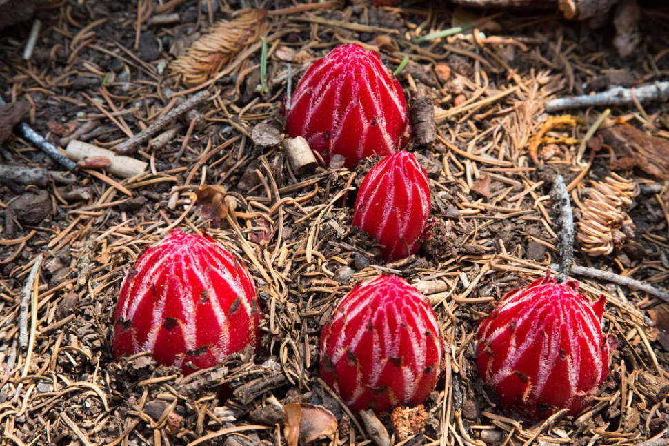 Snow Plant in Yosemite - Best Time
