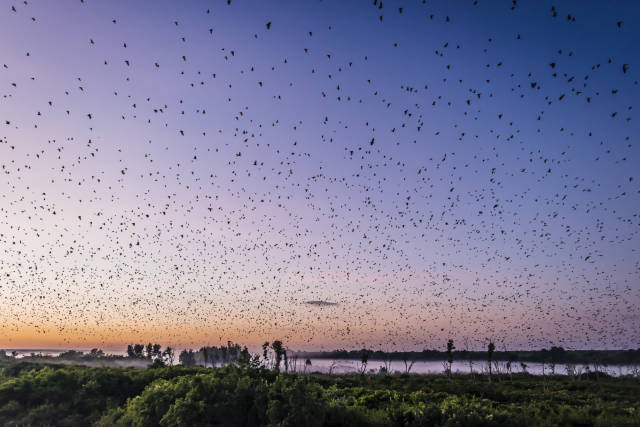 Best time for Bat Migration in Zambia