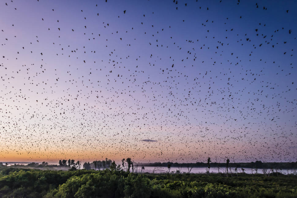 Best time for Bat Migration in Zambia