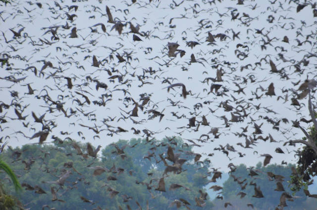 Best time to see Bat Migration in Zambia