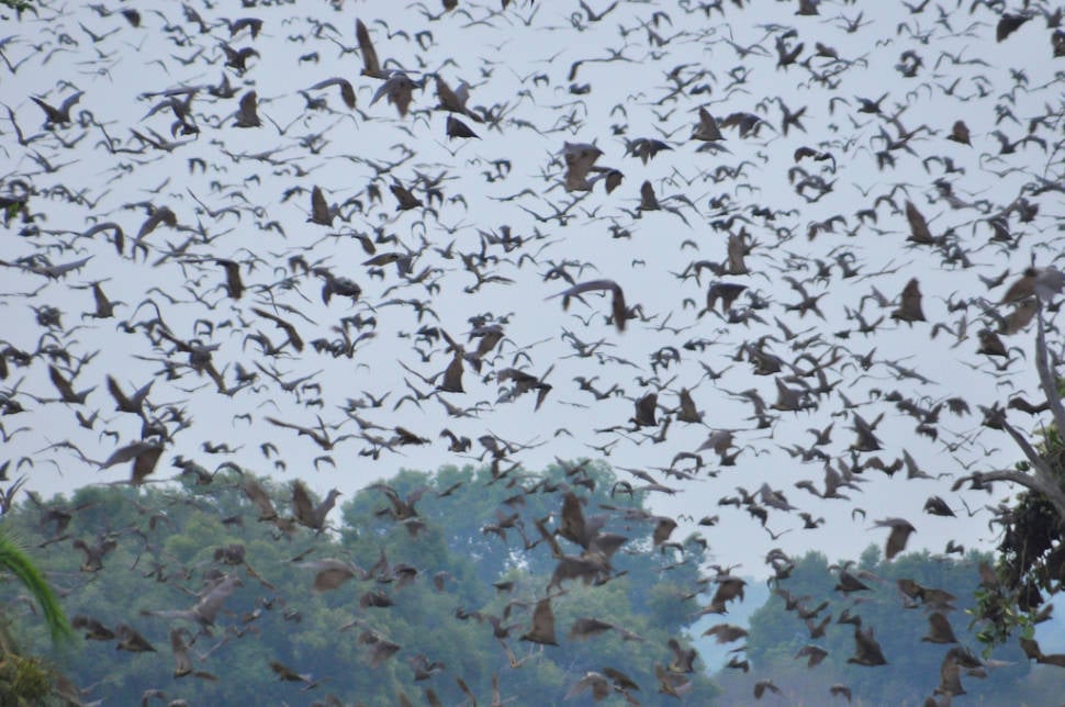 Best time to see Bat Migration in Zambia