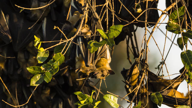 Bat Migration in Zambia - Best Season