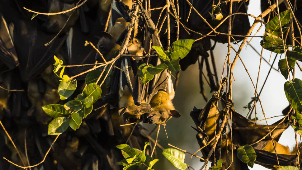 Bat Migration in Zambia - Best Season