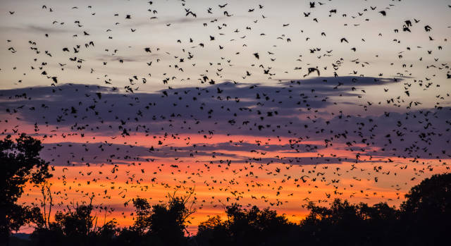 Bat Migration in Zambia - Best Time