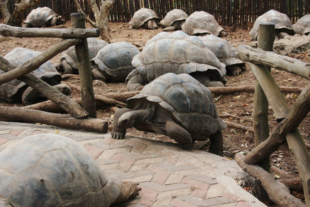 Best time for Baby Giant Tortoises on Prison Island in Zanzibar