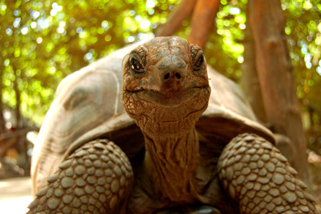 Baby Giant Tortoises on Prison Island in Zanzibar - Best Time