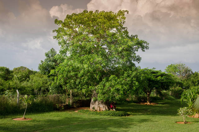 Baobab Blooming and Fruit in Zanzibar - Best Season