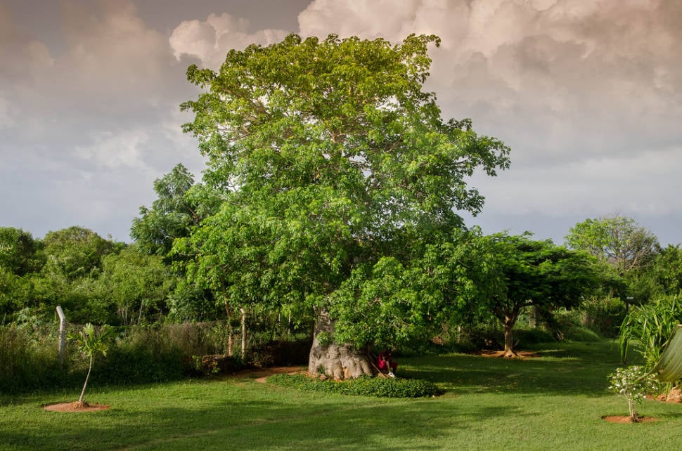 Baobab Blooming and Fruit in Zanzibar - Best Season
