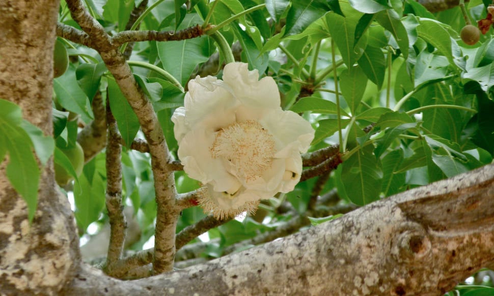Baobab blooming