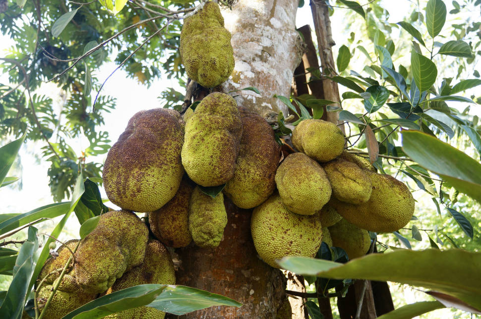 Breadfruit and Jackfruit in Zanzibar - Best Time