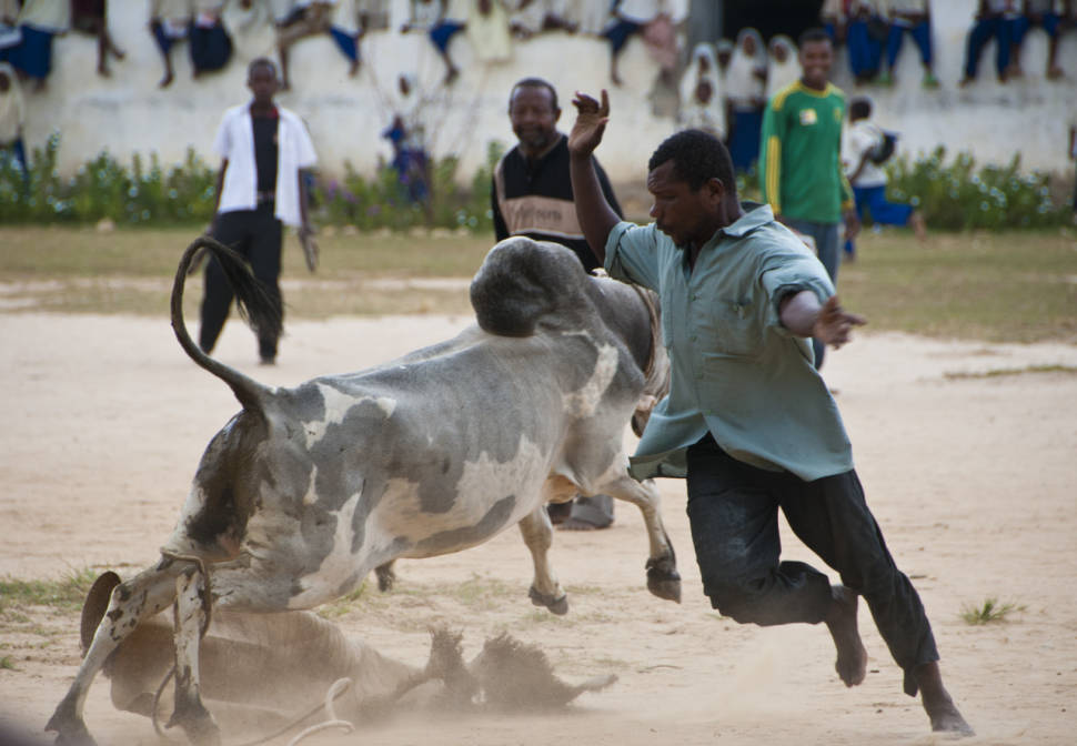 Best time for Bullfighting on Pemba Island in Zanzibar