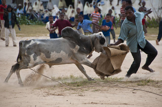 Bullfighting on Pemba Island in Zanzibar - Best Season