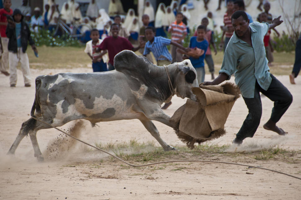 Bullfighting on Pemba Island in Zanzibar - Best Season