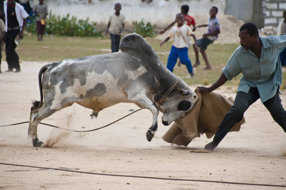 Bullfighting on Pemba Island in Zanzibar - Best Time