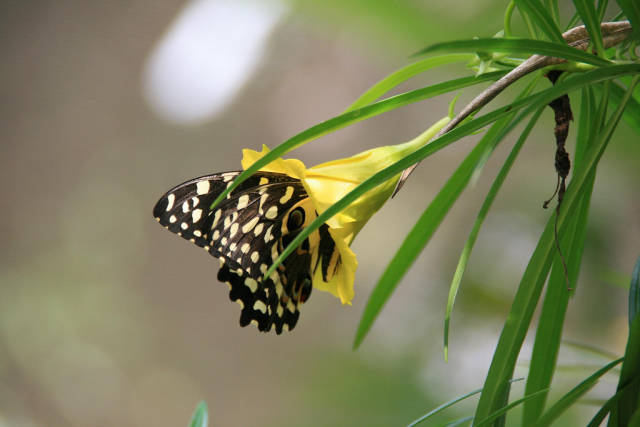 Citrus swallowtail (Papilio demodocus) in the Jozani Forest
