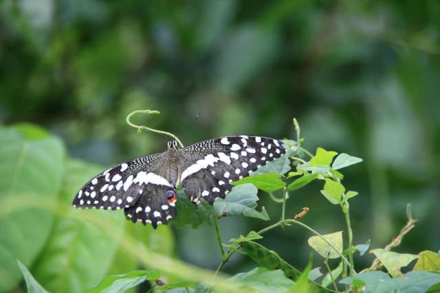 Butterflies in Zanzibar - Best Season