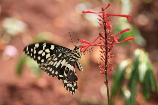 Butterflies in Zanzibar - Best Time