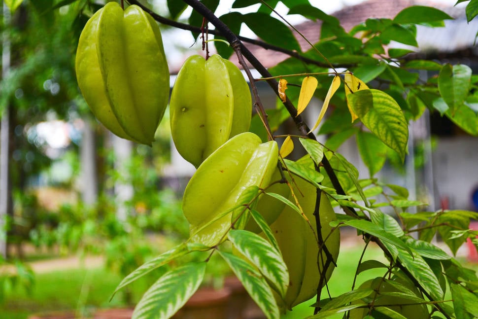 Best time for Carambola (Birimbi, Star Fruit) in Zanzibar