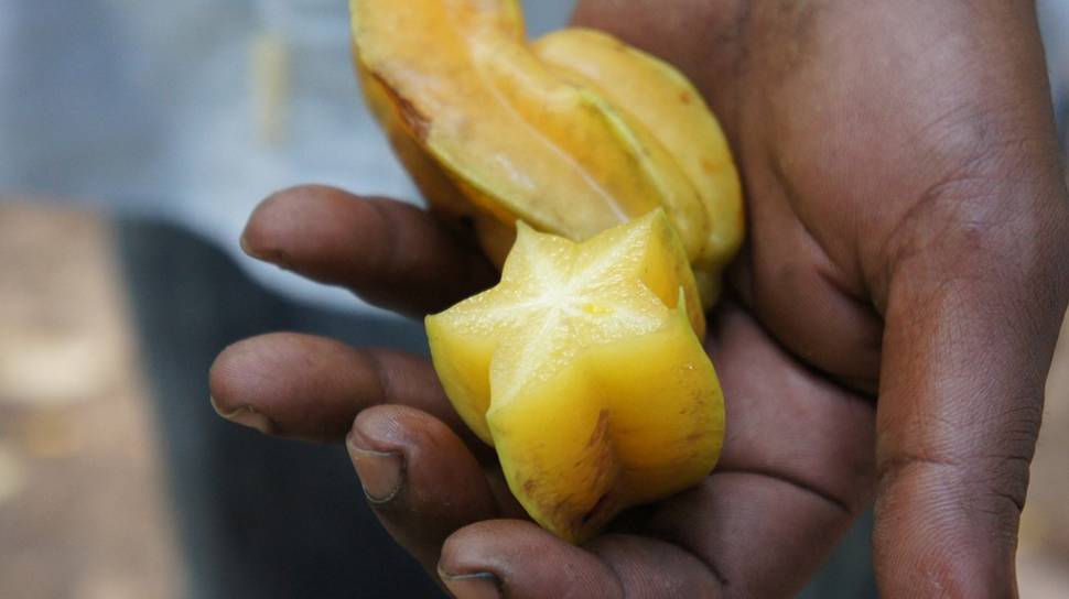 Carambola (Birimbi, Star Fruit) in Zanzibar - Best Time