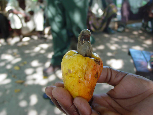 Cashew in Zanzibar - Best Time