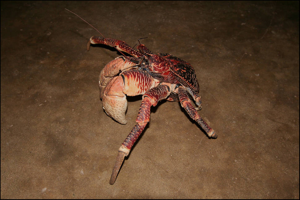 Coconut Crabs on Chumbe Island in Zanzibar - Best Season