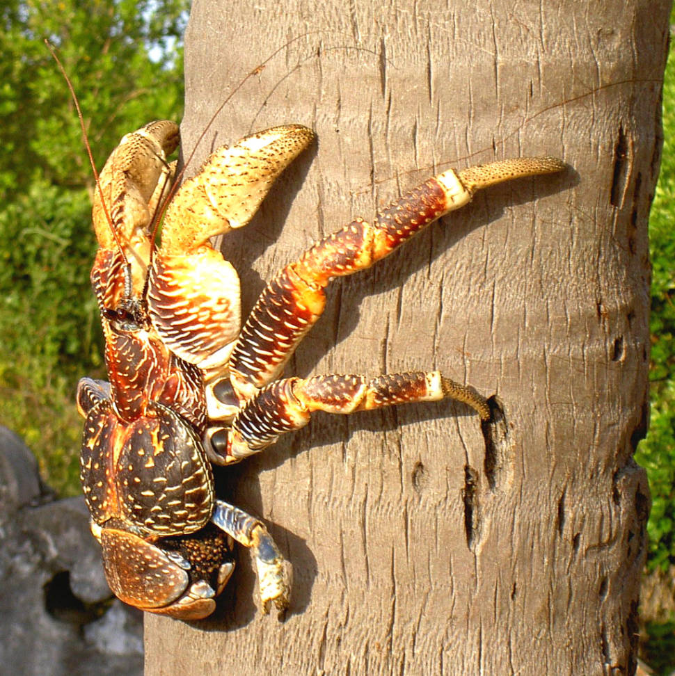 Coconut Crabs on Chumbe Island in Zanzibar - Best Time