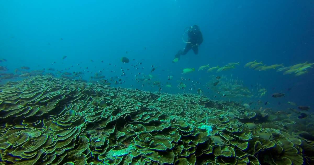 Diving and Snorkeling in Zanzibar - Best Time