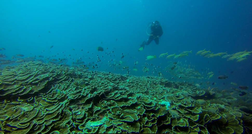 Diving and Snorkeling in Zanzibar - Best Time