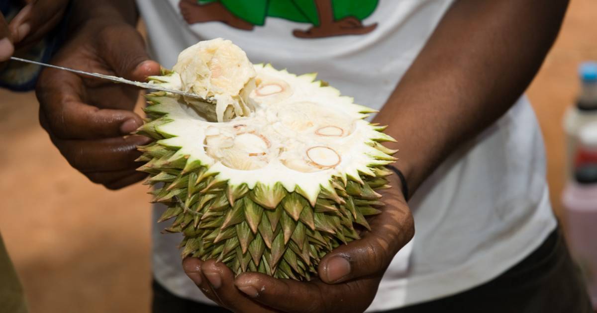 Durian in Zanzibar - Best Time