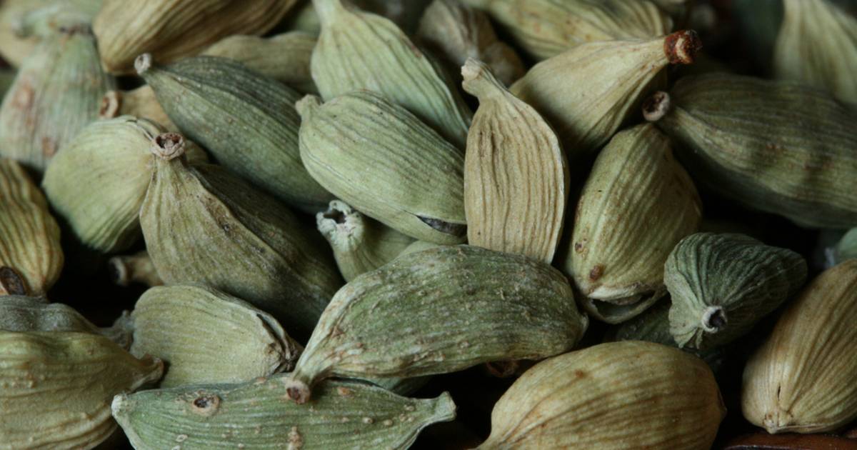 Green Cardamom Harvest in Zanzibar - Best Time