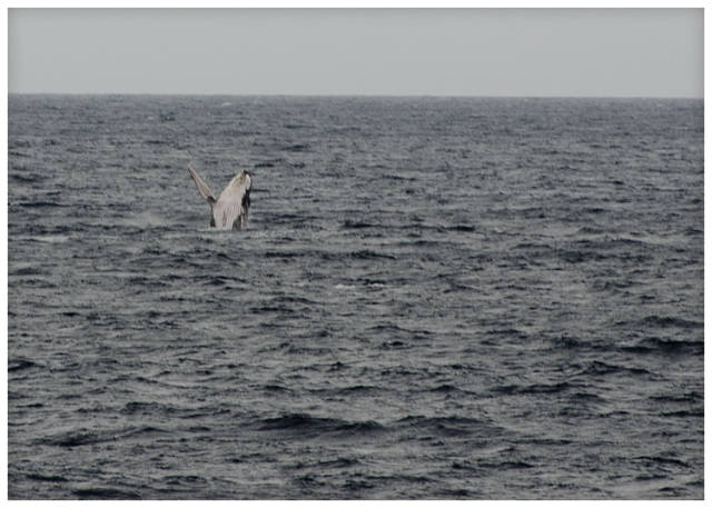 Humpback Whale Watching Season in Zanzibar - Best Time