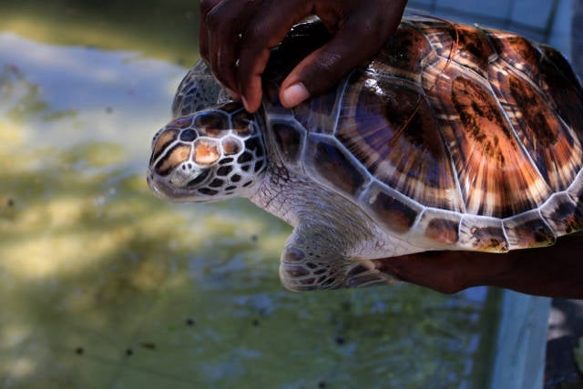 Marine Turtle Nesting Season in Zanzibar - Best Season