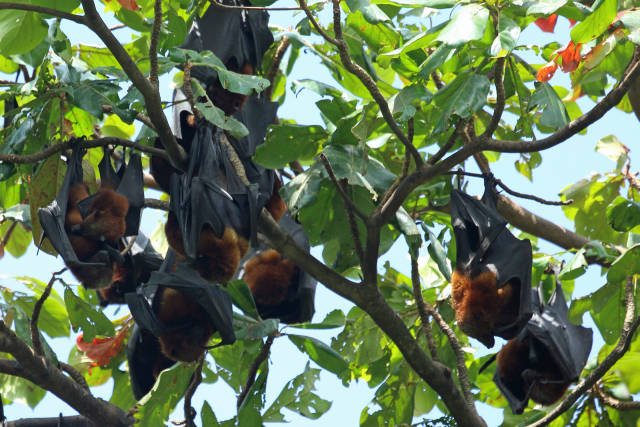 Pemba Flying Fox Breeding Season in Zanzibar - Best Season