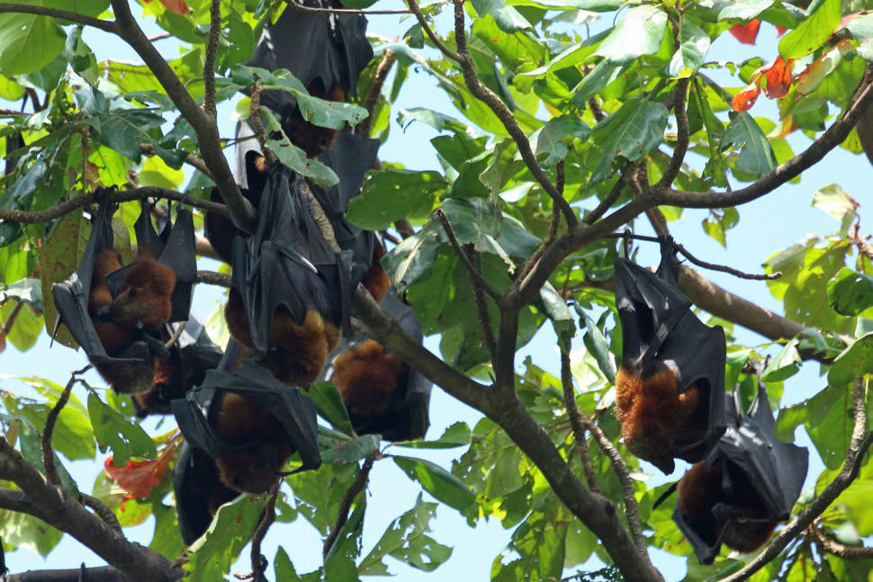 Pemba Flying Fox Breeding Season in Zanzibar - Best Season