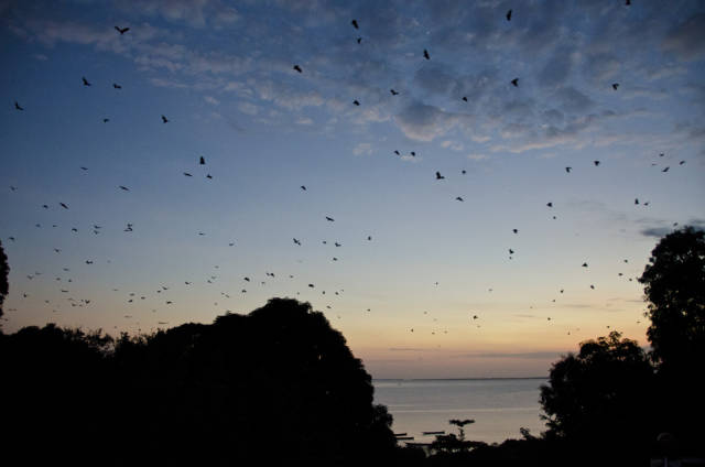 Pemba - Flying foxes (bats on a hunt for mangos)
