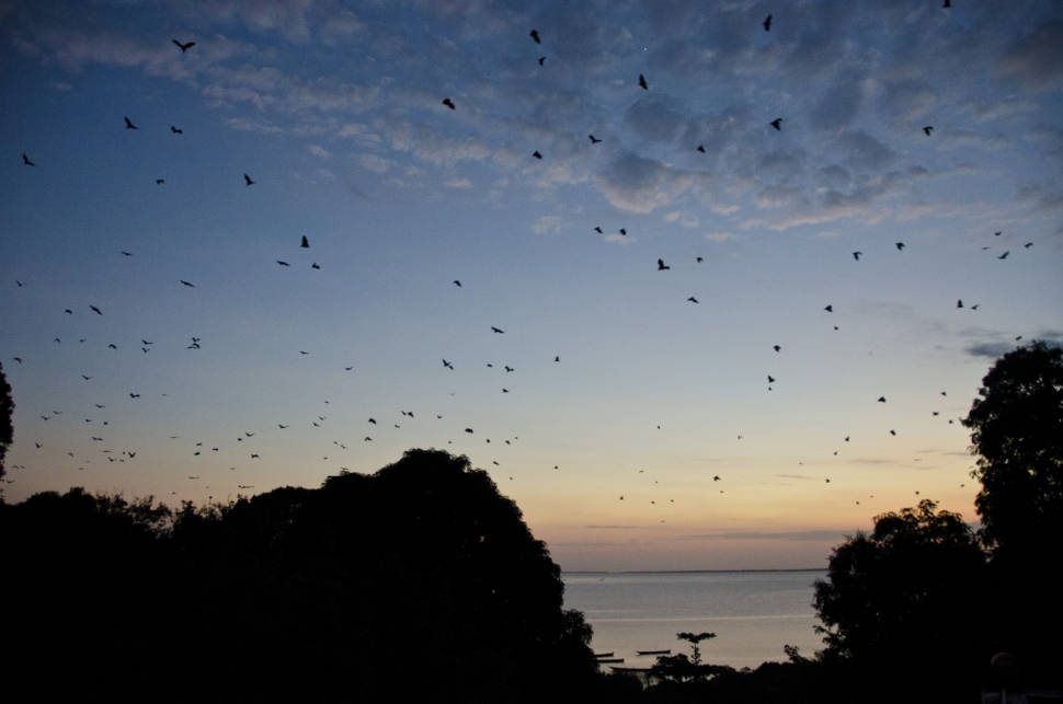 Pemba - Flying foxes (bats on a hunt for mangos)