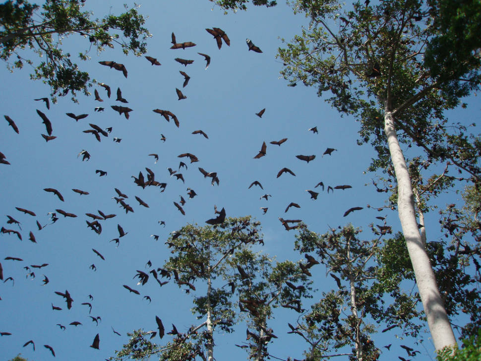 Best time for Pemba Flying Fox Breeding Season in Zanzibar