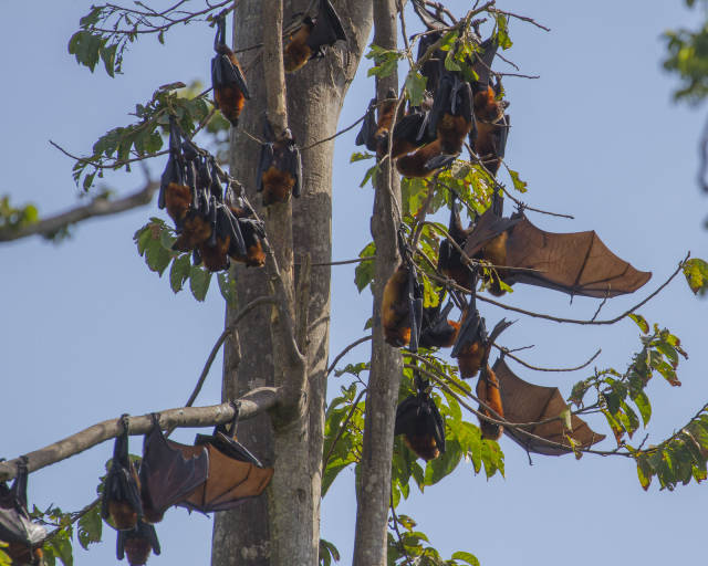 Pemba Flying Fox Breeding Season in Zanzibar - Best Time