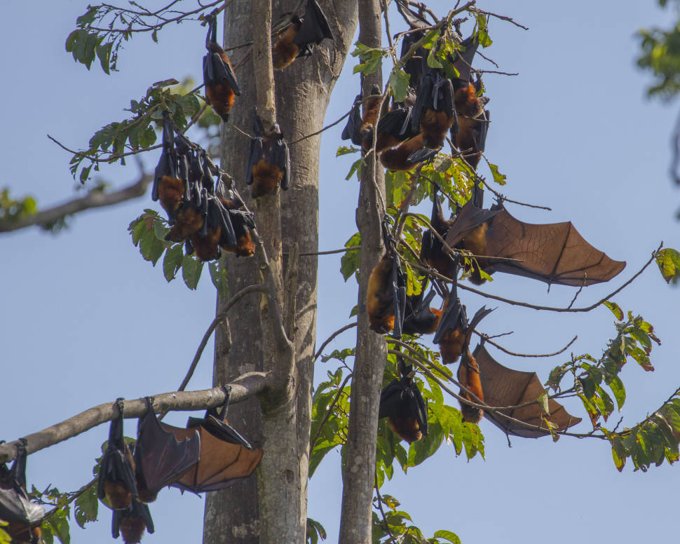 Pemba Flying Fox Breeding Season in Zanzibar - Best Time