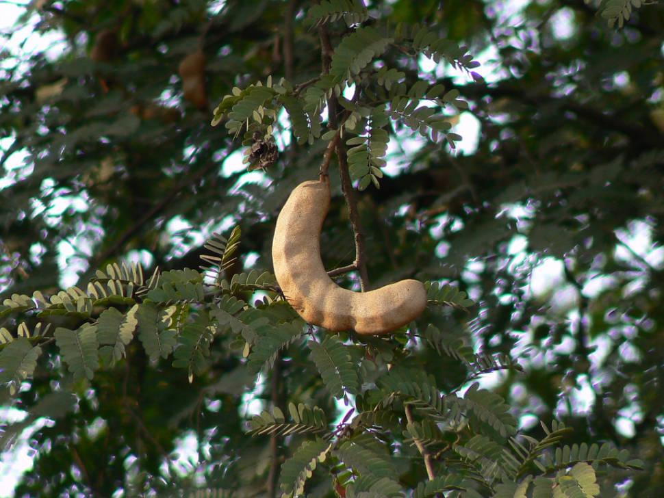 Tamarind in Zanzibar - Best Season