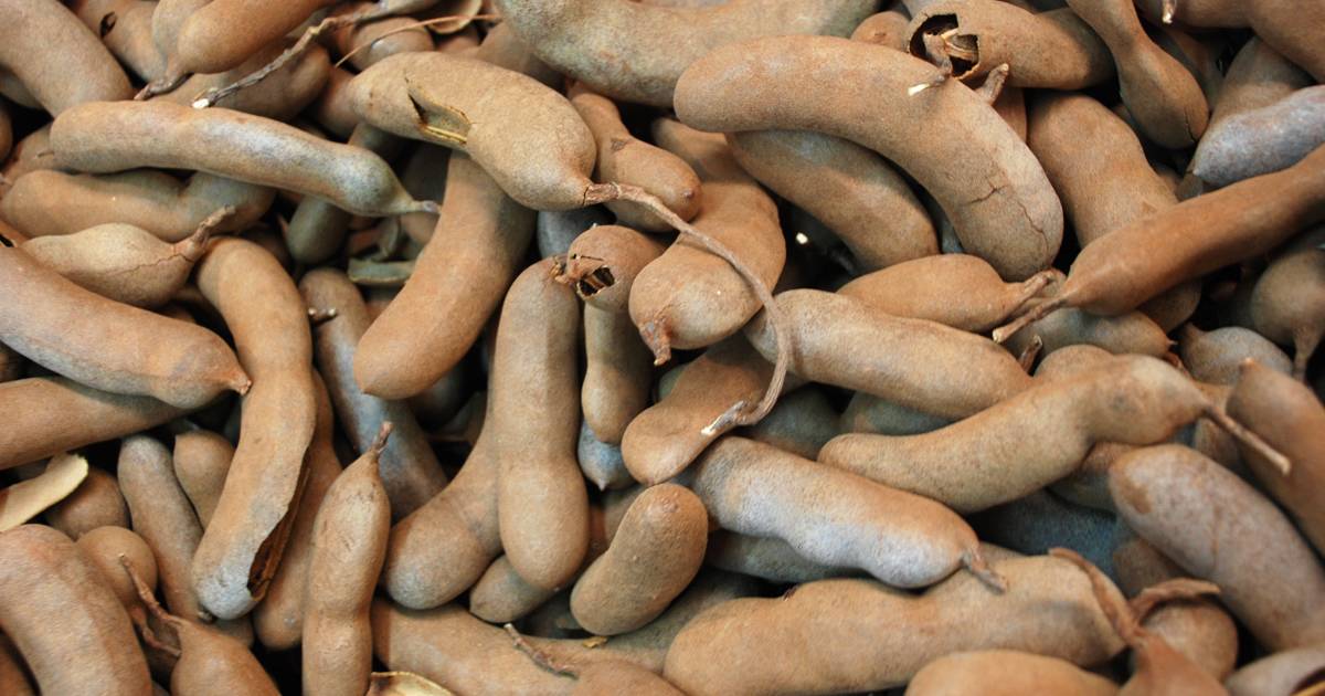 Tamarind in Zanzibar - Best Time