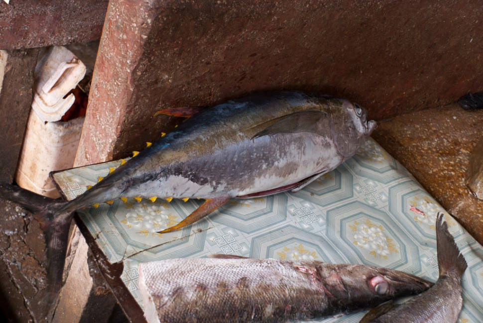 Yellowfin Tuna Fishing in Zanzibar - Best Season