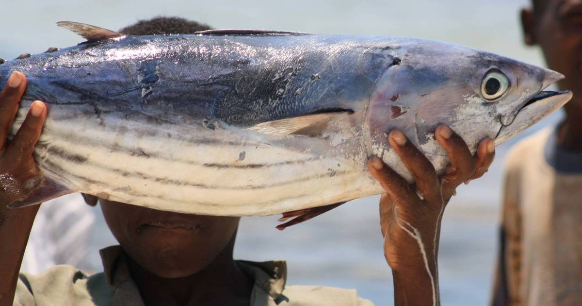 Yellowfin Tuna Fishing in Zanzibar - Best Time