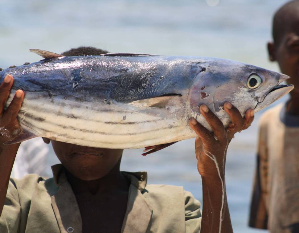Yellowfin Tuna Fishing in Zanzibar - Best Time